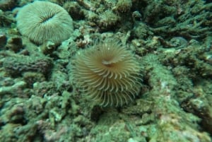 Bali: Snorkling i Den Blå Lagune, vandfald og tempeltur