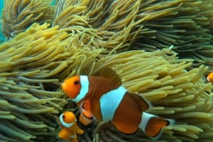 Bali: Snorkling i Den Blå Lagune, vandfald og tempeltur