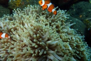 Bali: Snorkling i Den Blå Lagune, vandfald og tempeltur