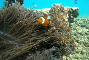 Bali: Blue Lagoon & Tanjung Jepun Snorkeling with Lunch