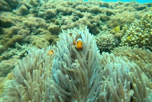 Bali: Blue Lagoon & Tanjung Jepun Snorkeling with Lunch