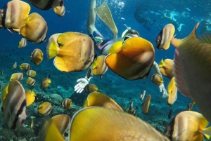 Bali: Snorkel en Blue Lagoon y Tanjung Jepun con almuerzo incluido.