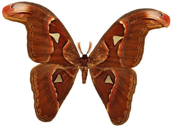 Bali Butterfly Park
