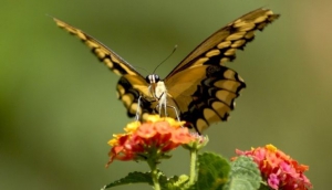Bali Butterfly Park