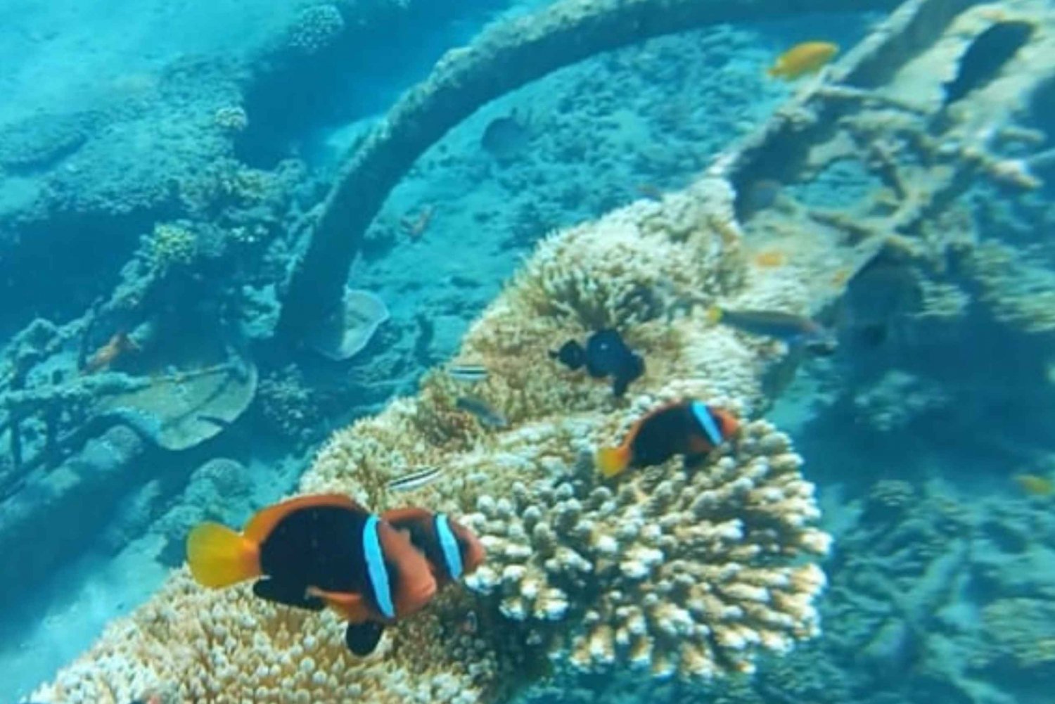 Bali: Snorkelturer i Candidasa med transfer