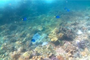 Bali: Passeios de mergulho com snorkel em Candidasa com traslado