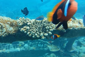 Bali: Candidasa snorkeltrip met transfer