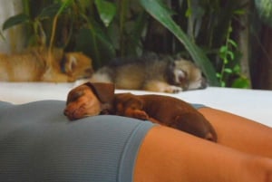 Bali: Canggu & Ubud Puppy Yoga Class with Refreshing Drinks