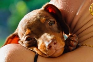 Bali: Canggu Puppy Yoga Class virkistävien juomien kera.