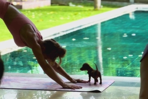 Bali: Puppy Yoga-les in Canggu en Uluwatu met verfrissende drankjes