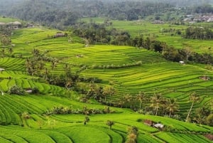 Bali: Sjokoladetur med risterrasser og tempelbesøk