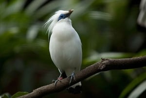 Bali: Countryside Bird Watching Tour with Hotel Transfer