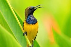 Bali: Countryside Bird Watching Tour with Hotel Transfer