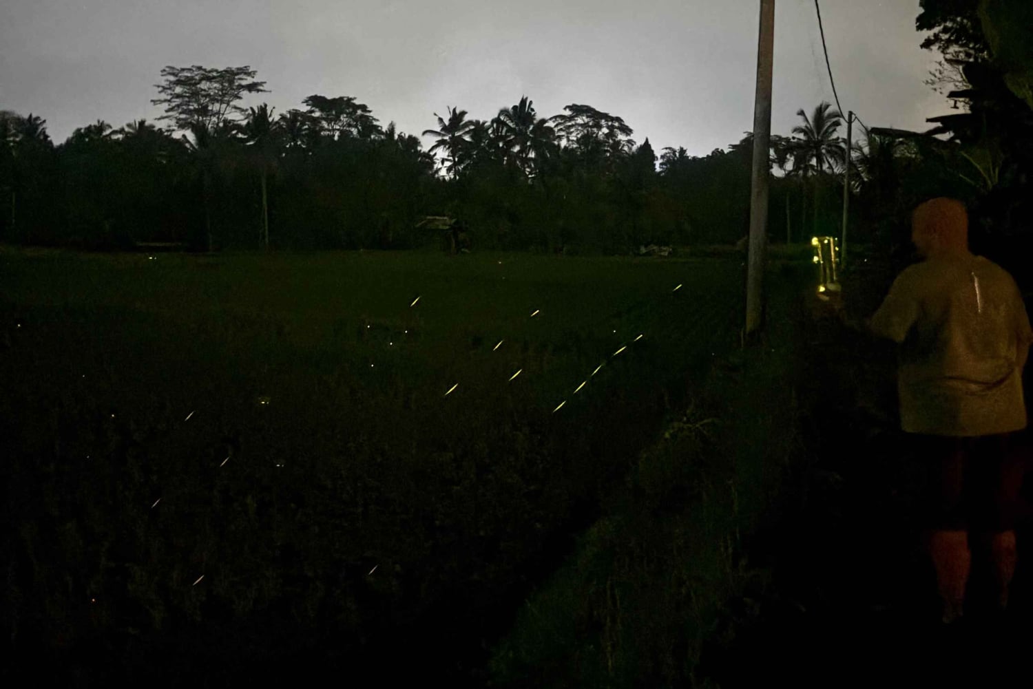 Bali: Cultural Ritual, Local Cuisine & Firefly Adventure