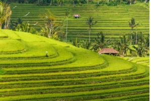 Bali: Customised North Bali Tour With Private Car and Driver