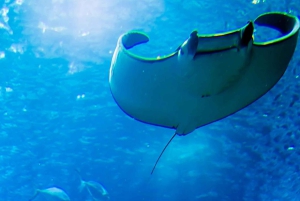 Bali: Tour personalizado em Nusa Penida e mergulho com snorkel, tudo incluído