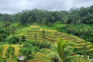 Bali : excursion personnalisée d'une journée à Ubud avec voiture privée et chauffeur