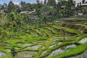 Bali : excursion personnalisée d'une journée à Ubud avec voiture privée et chauffeur