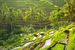 Bali : excursion personnalisée d'une journée à Ubud avec voiture privée et chauffeur