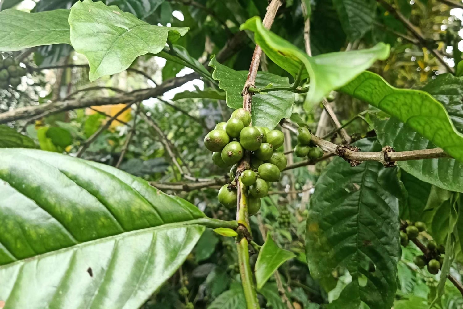 Bali: Customize Private Day Tour with Driver-Guide