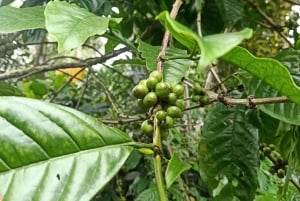 Bali: Customize Private Day Tour with Driver-Guide