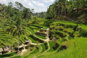 Bali: Customized Private Car Charter 8 Hours