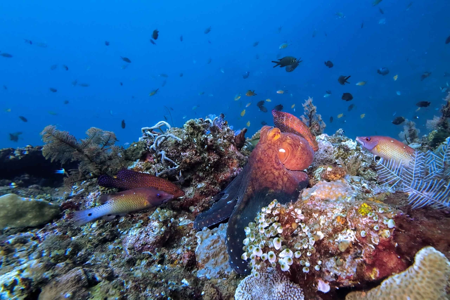 Bali Day Trip: Try Diving at Liberty Shipwreck & Kayak Trip