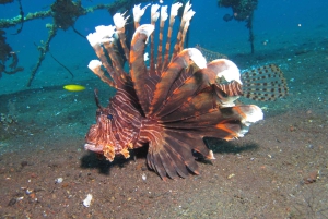 Excursion à Bali : Initiation à la plongée sur l'épave de l'USAT Liberty et kayak