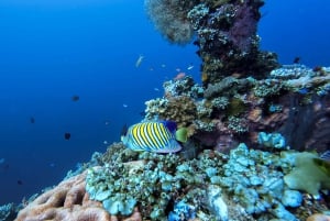 Excursion à Bali : Initiation à la plongée sur l'épave de l'USAT Liberty et kayak