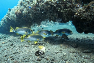 Excursion à Bali : Initiation à la plongée sur l'épave de l'USAT Liberty et kayak