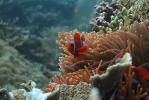 Excursion à Bali : Initiation à la plongée sur l'épave de l'USAT Liberty et kayak