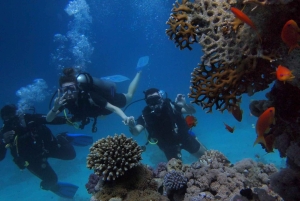 Bali Day Trip: Try Diving at Liberty Shipwreck & Kayak Trip