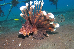 Bali Day Trip: Try Diving at Liberty Shipwreck & Kayak Trip