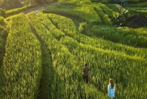 Bali: Upptäck djungelvattenfall och risterrasser Upptäck vattenfall i djungeln och risterrasser