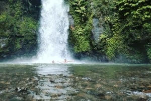 Bali: Upptäck djungelvattenfall och risterrasser Upptäck vattenfall i djungeln och risterrasser