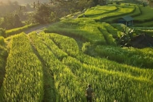 بالي: اكتشف شلالات الغابة ومدرجات الأرز