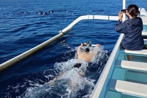 Bali: Pływanie z delfinami, quadami i wodospadem