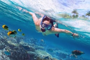 Bali: Pływanie z delfinami, quadami i wodospadem