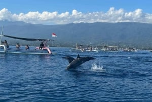 Bali: Pływanie z delfinami, quadami i wodospadem