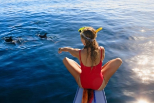 Bali: Dolphin-Watching Cruise and Aling Aling Waterfall Tour