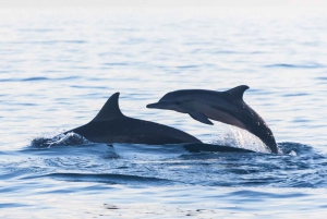 Bali: Dolphin-Watching Cruise and Aling Aling Waterfall Tour