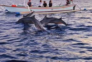 Bali: Delfinbeobachtung, Schnorcheln und Tagesausflug nach Munduk