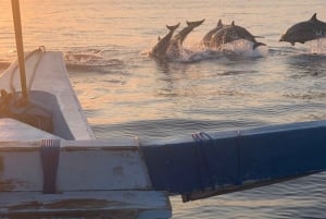 Bali: Delfinbeobachtung, Schnorcheln und Tagesausflug nach Munduk