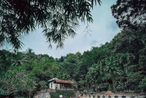 Bali: Delfinbeobachtung, Schnorcheln und Tagesausflug nach Munduk