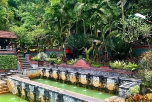 Bali: Delfinbeobachtung, Schnorcheln und Tagesausflug nach Munduk