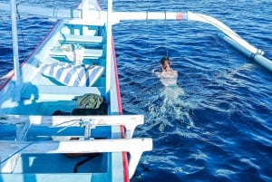 Bali: Delfinbeobachtung, Schnorcheln und Tagesausflug nach Munduk