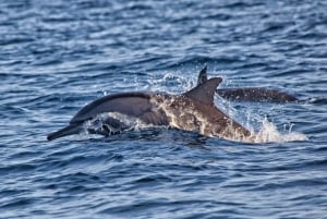 Bali: Dolphin Watching, Waterfall, Wanagiri and Ulun Danu