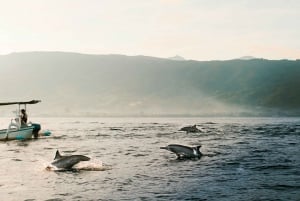 Bali: Dolphin Watching, Waterfall, Wanagiri and Ulun Danu