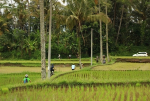 Bali Downhill Culture Cycling Tour