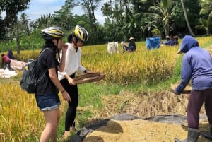 Ubud: Passeio de bicicleta pela selva e terraços de arroz com refeições